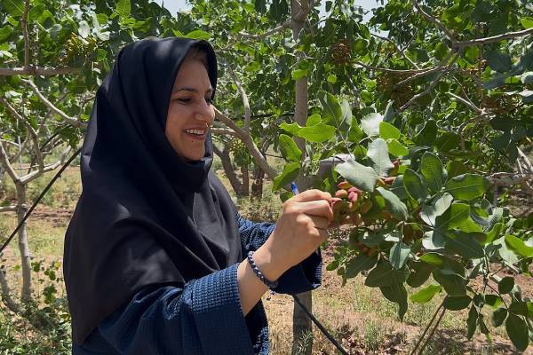 Iranian pistachio grower