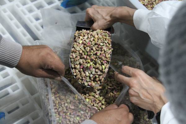 Iranian pistachios at packing house