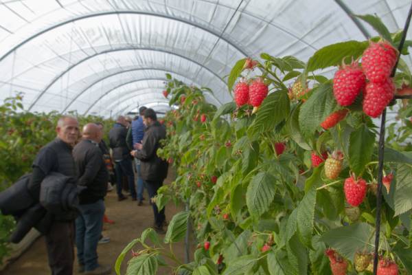 Planasa brings together the leading players in the berry sector with its Meet & Greet
