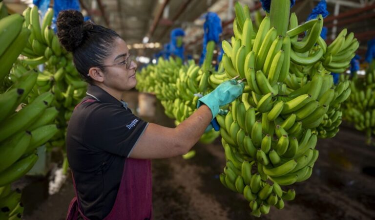 CORBANA banana plant handler