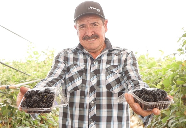 Planasa unveils the Black Yosemite: an extra-early blackberry for global markets