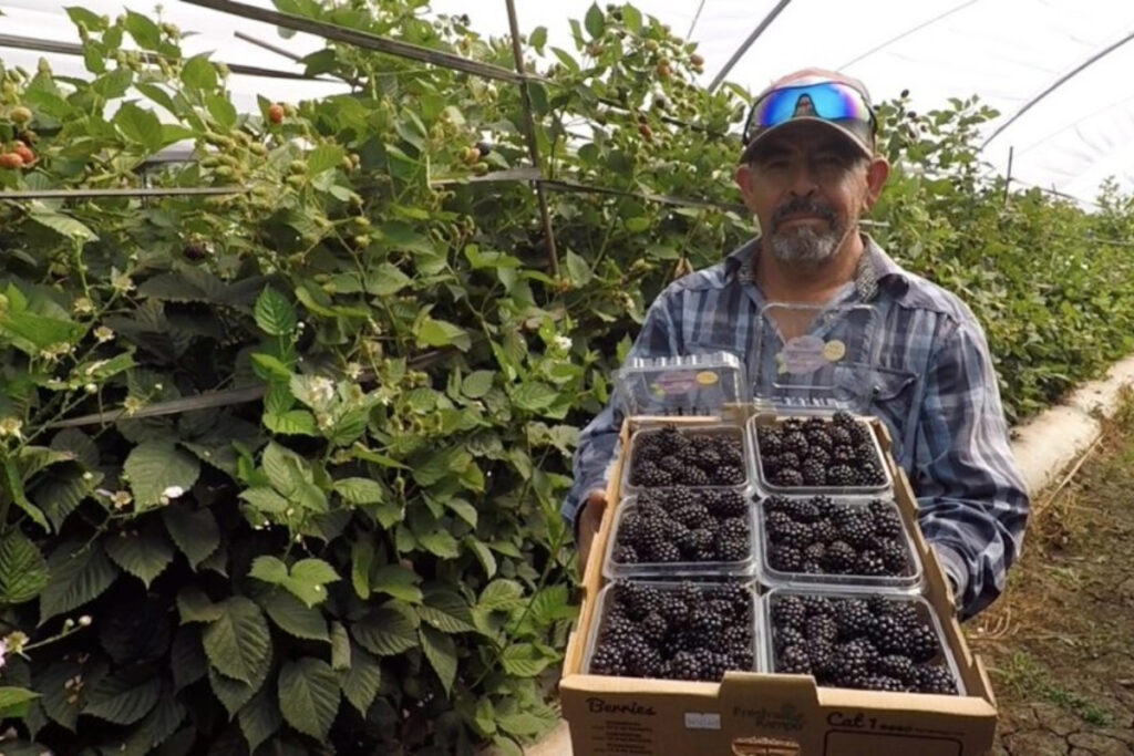 Planasa unveils the Black Yosemite: an extra-early blackberry for global markets