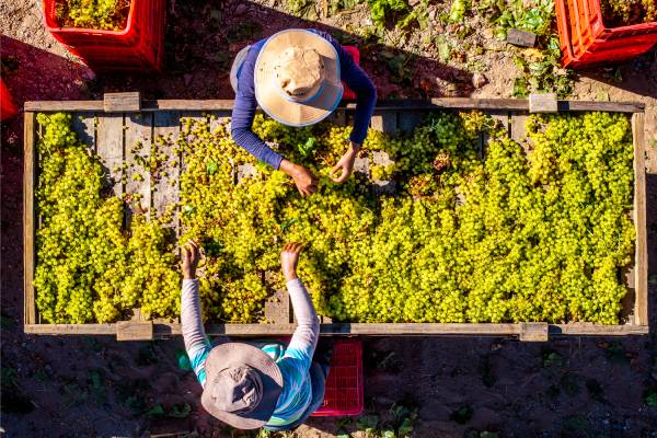 Raisin drying in South Africa