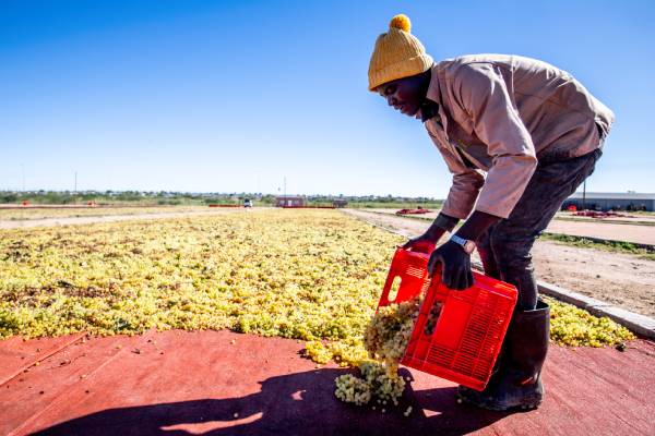 Worker drying raisins