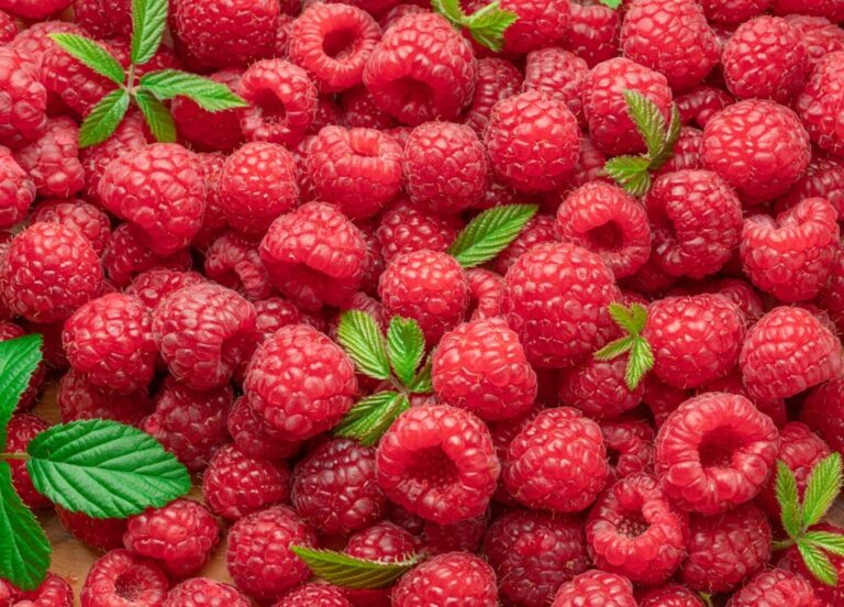 Mexico's berry