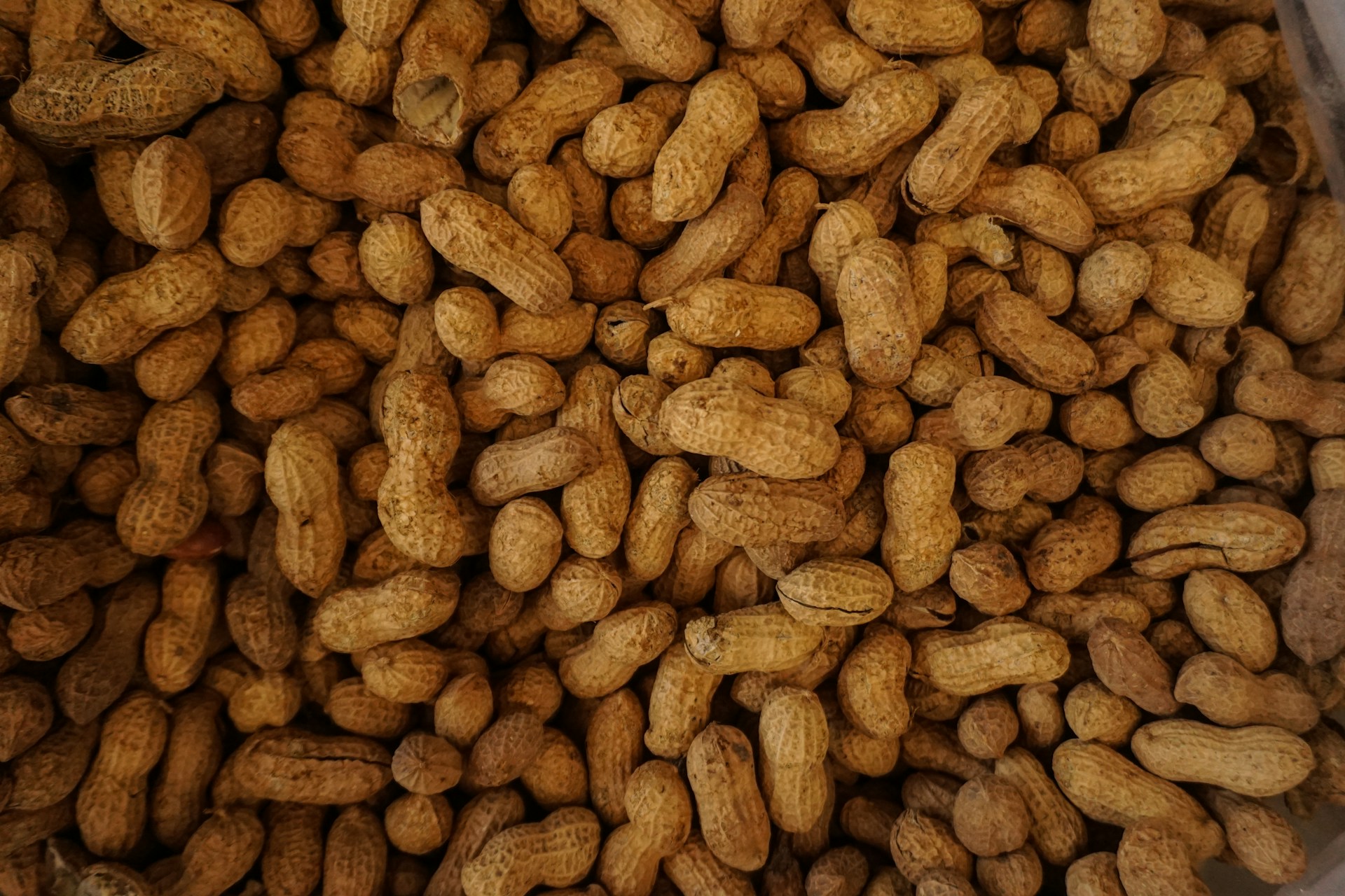 $6M research effort targets next-gen peanut defenses