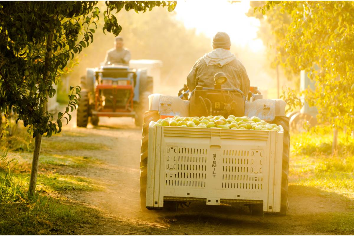 Stemilt reports measurable gains through EFI partnership