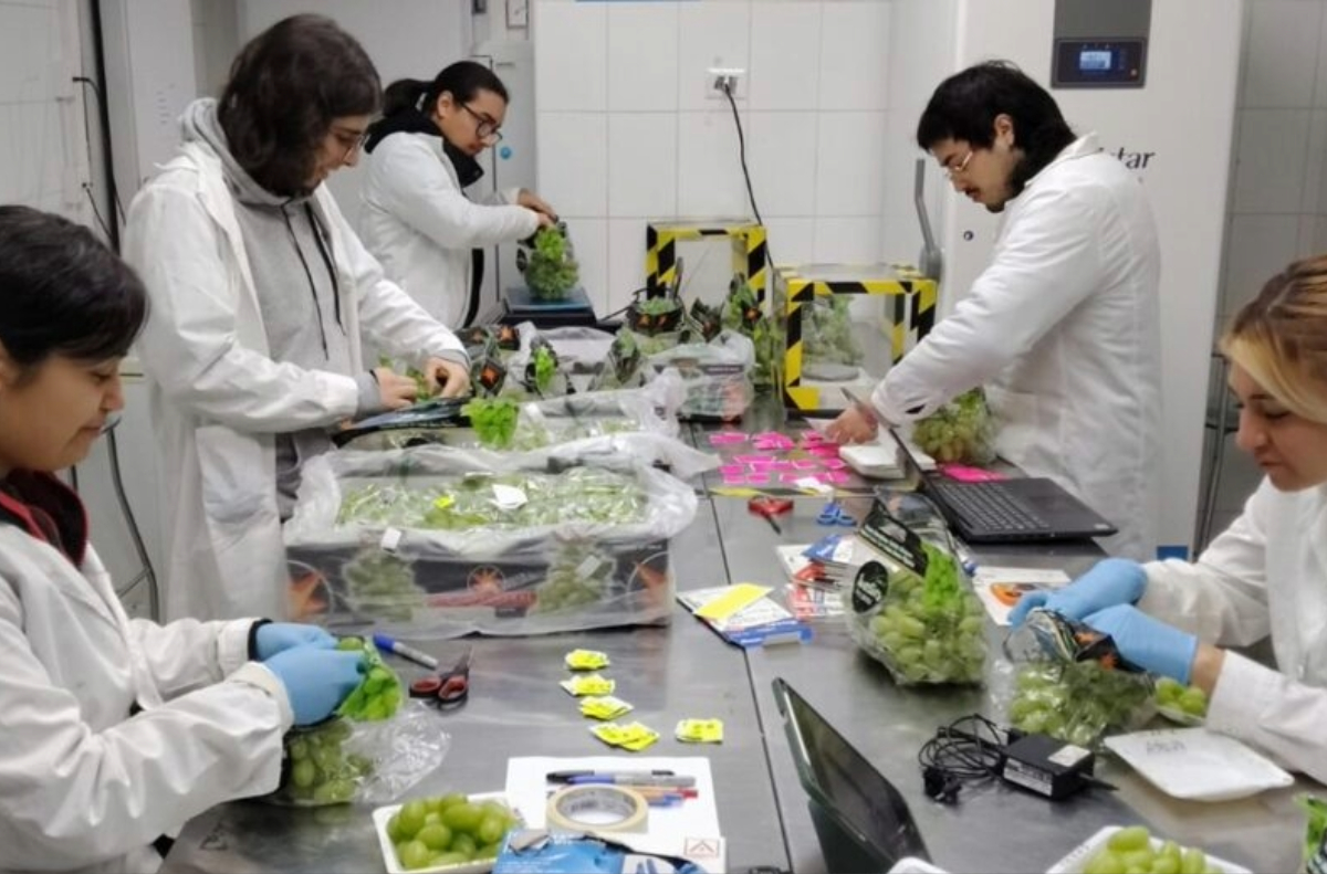Chilean researchers want to grow table grapes with less water while sustaining exports