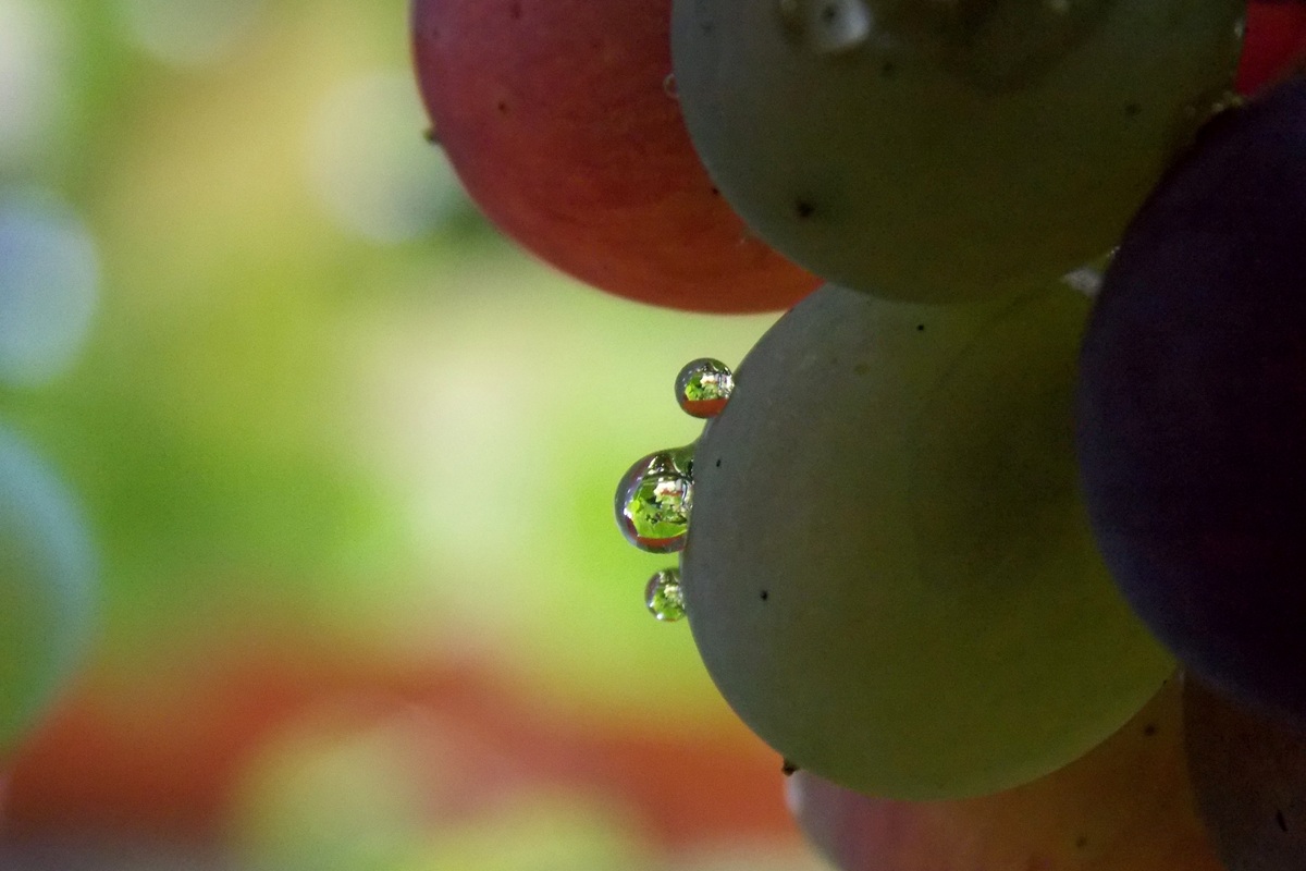 Chilean table grape exports to fall by 5 million boxes after late summer rains