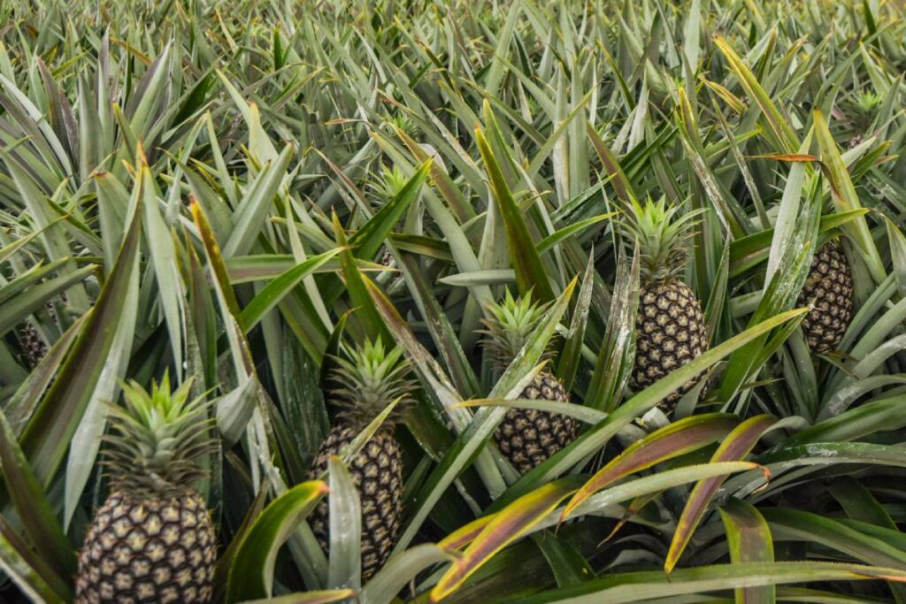 Taiwanese fresh pineapples to gain market access to the US