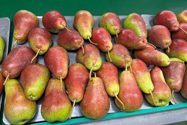 apple and pear industry