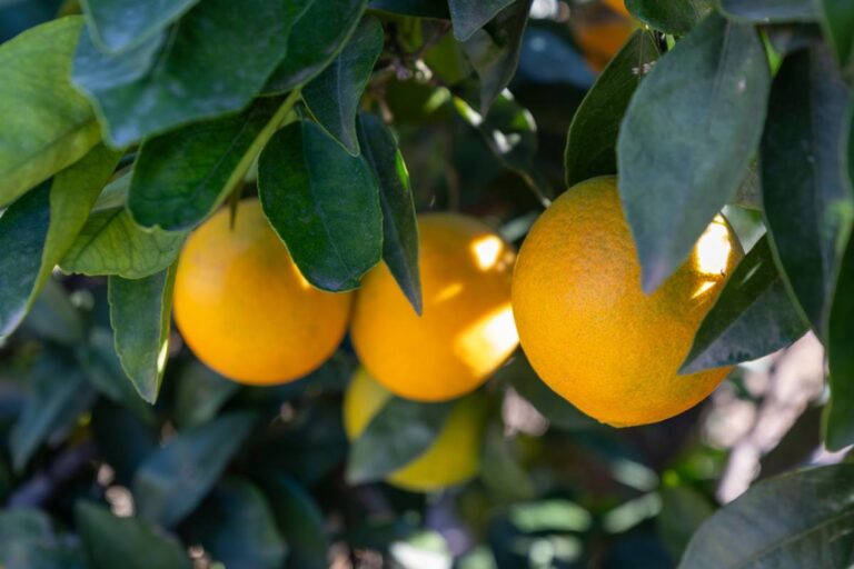 Valencia oranges