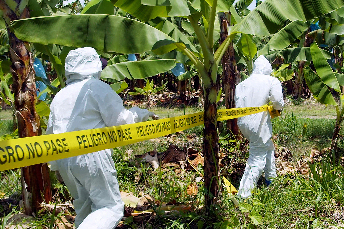 Venezuela responds to TR4 outbreak with crop diversification program