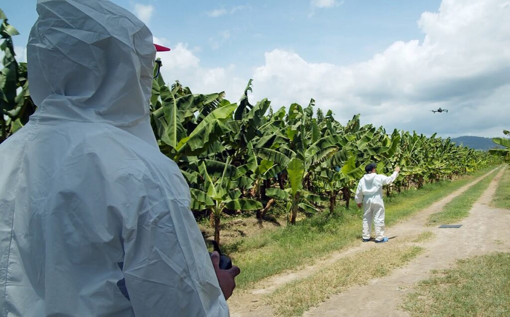 Venezuela responds to TR4 outbreak with crop diversification program