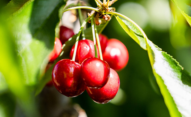 cherries by sun world