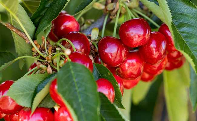 cherries by sun world