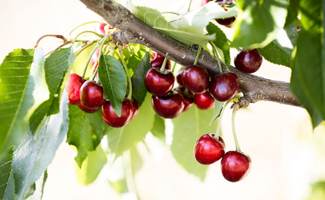 cheeries by sun world