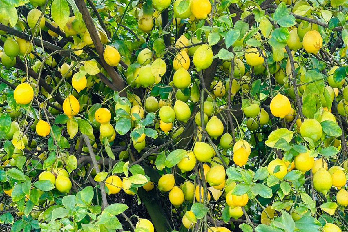 Argentine lemon outlook: Climate challenges meet strong market demand