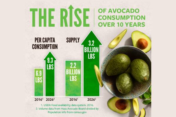 Avocado trends graph