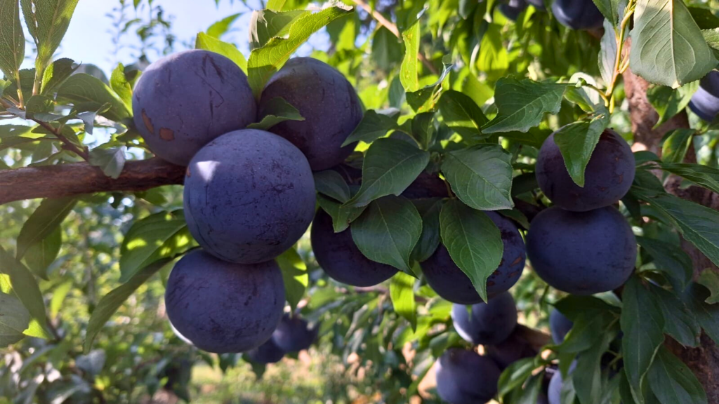 The “Plum Club” seeking to revolutionize the stone fruit market