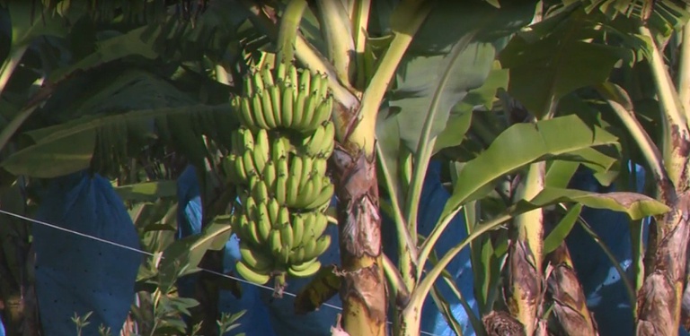 Clarinha variety in Brazil