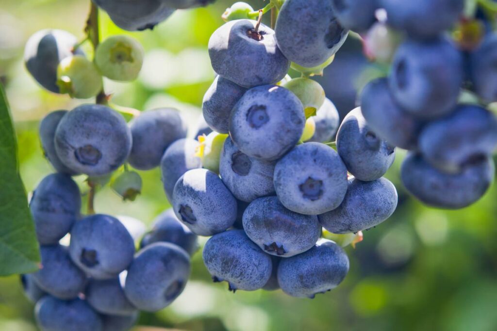 Sharp drop in blueberry prices in China due to production expansion