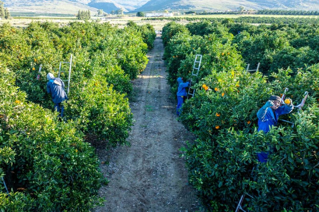 South African citrus shipments challenge geopolitical disruptions in the Middle East
