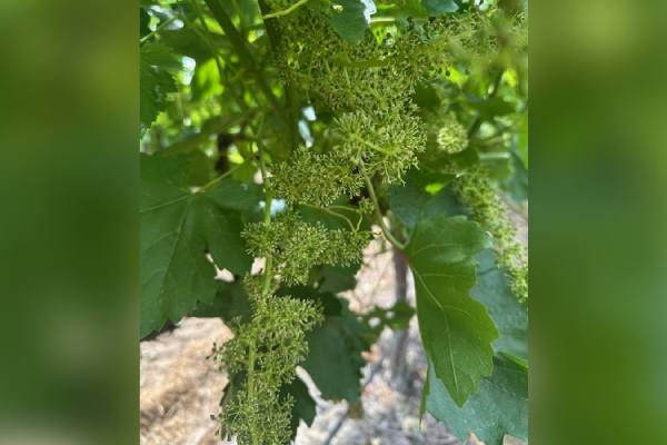 California table grape bloom