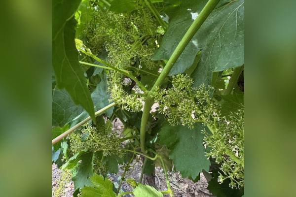 California table grape bloom
