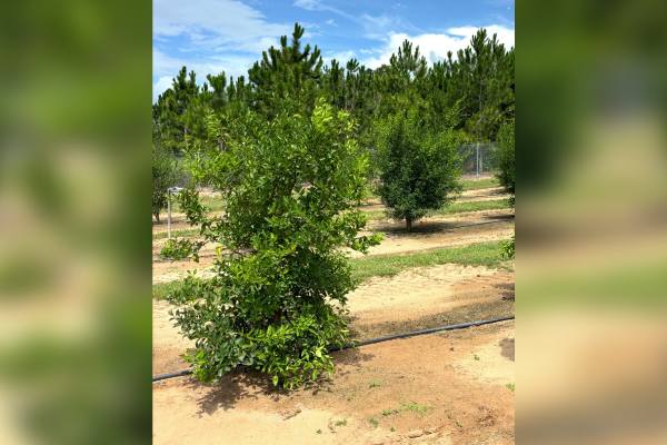 Carricea florida citrus cultivar