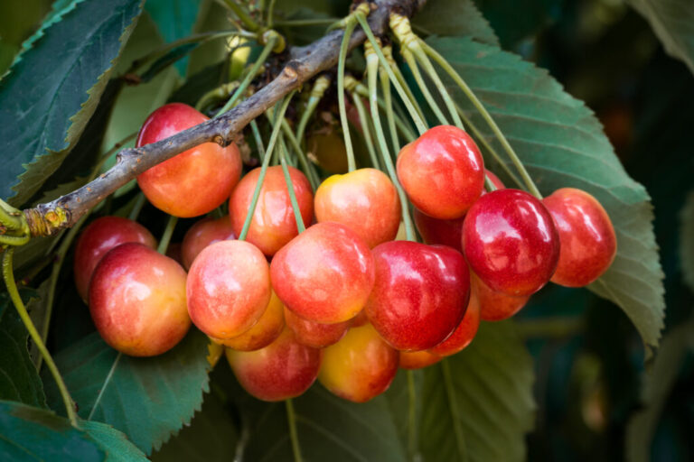 Cheery Glow on branch