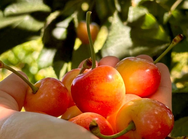 New Chilean cherry aims to sweeten early-season window