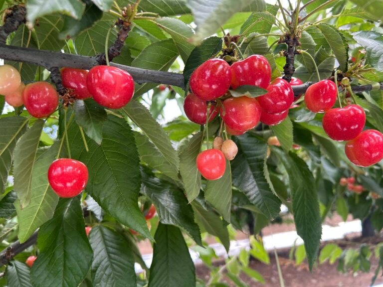 Cheery Glow on tree branch