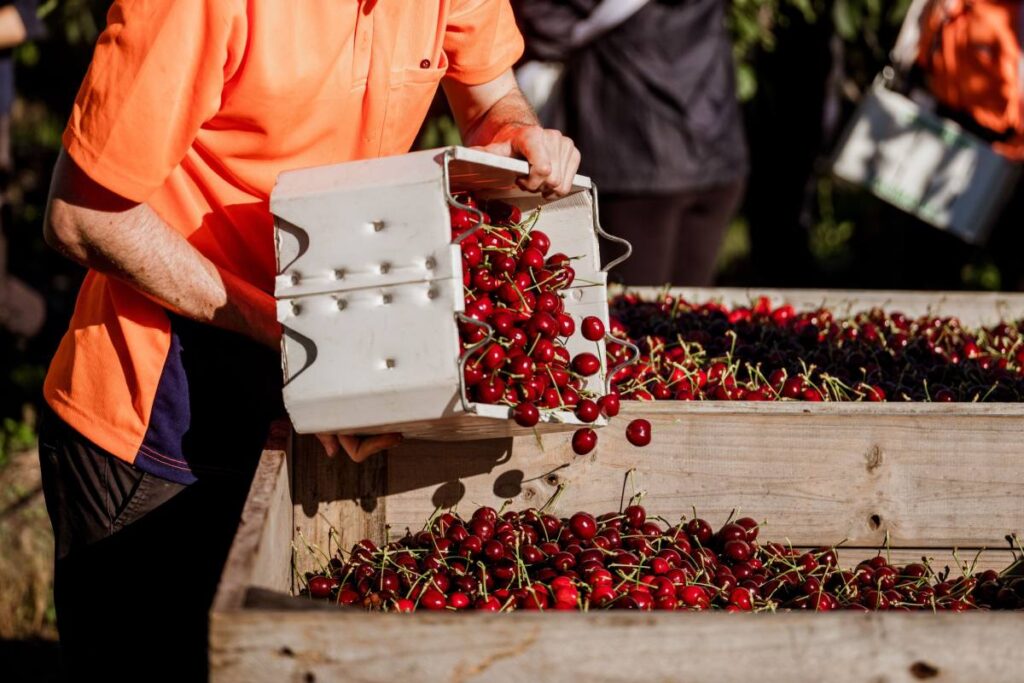 Tasmanian cherry exports hit record $50m in 2025/26 season