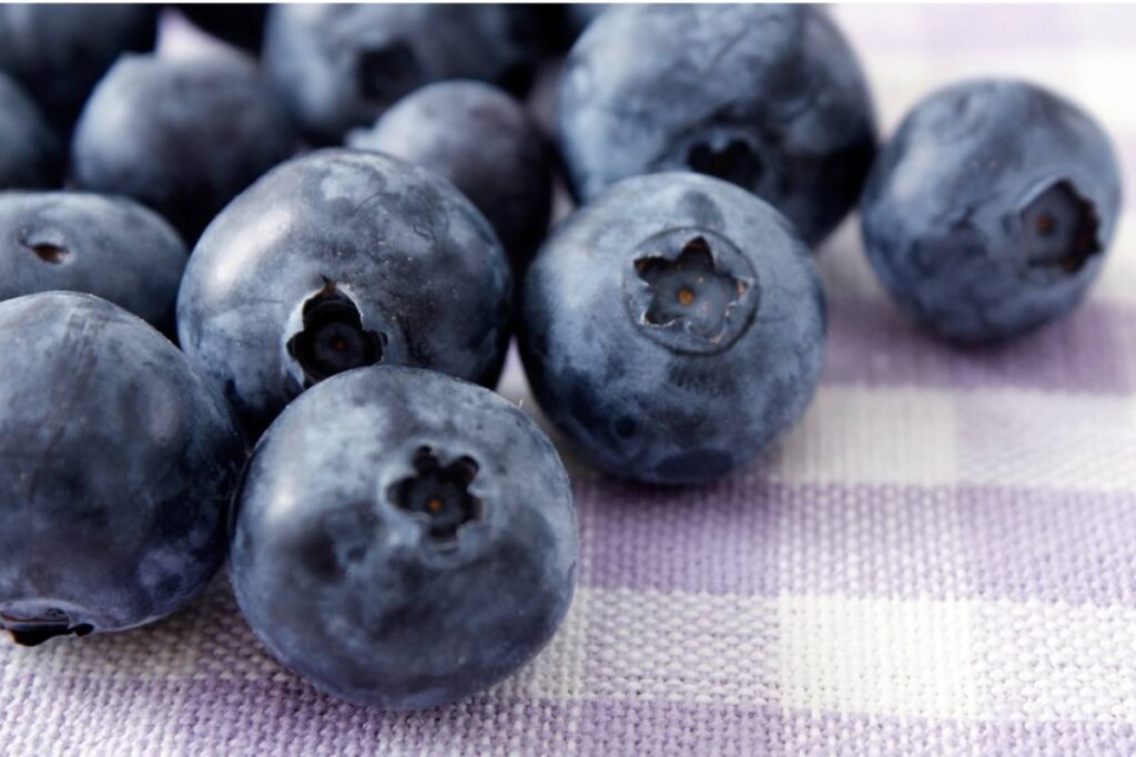 Chilean blueberry exports exceed projections amid a transformative varietal renewal process