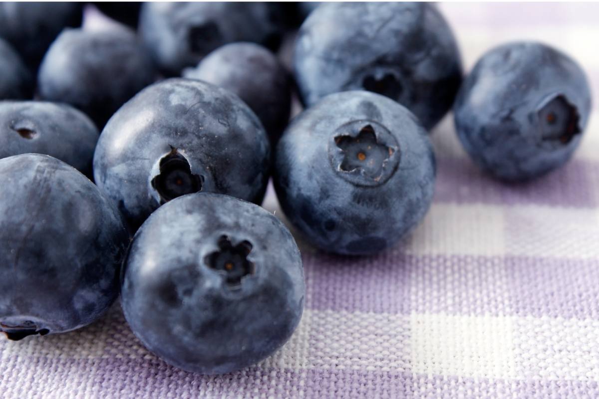 Chilean blueberry exports exceed projections amid a transformative varietal renewal process