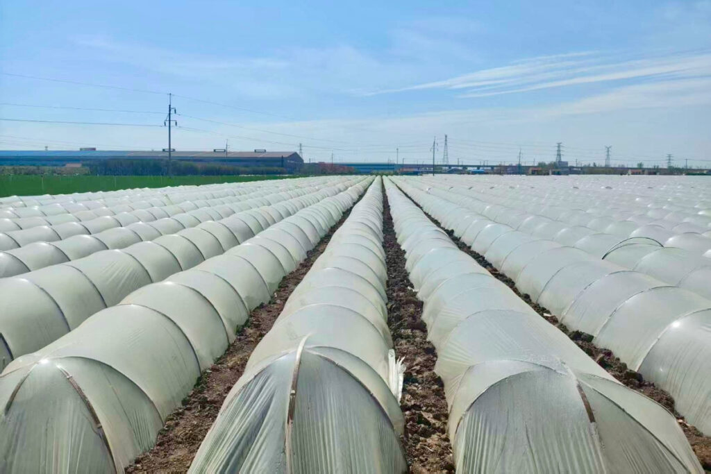 Chinese produce supplier rolls out new pesticide program to help growers meet global export standards