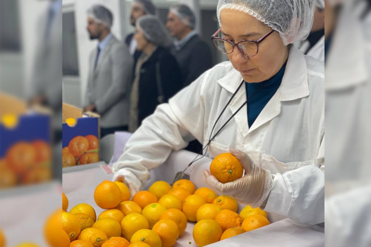 Chilean citrus exports to the US are officially on