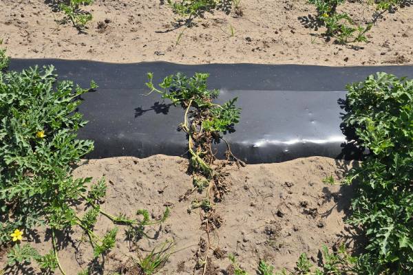 Watermelon plant exhibiting fusarium wilt symptoms