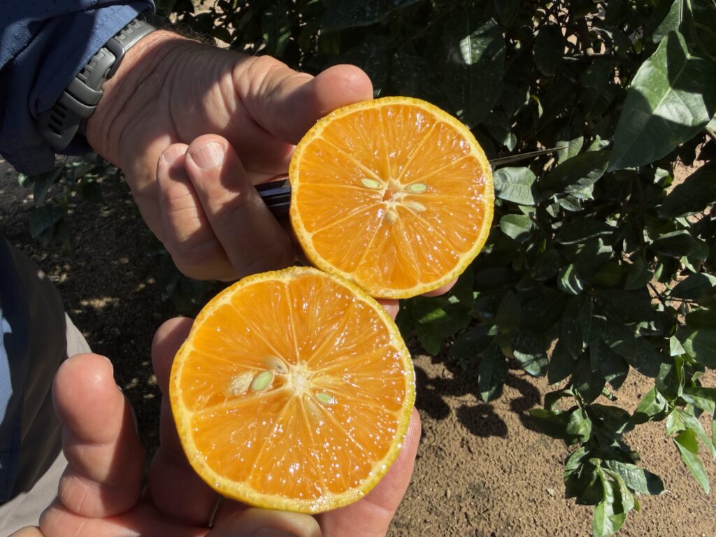 Breakthrough CRISPR rootstock offers hope against deadly citrus greening