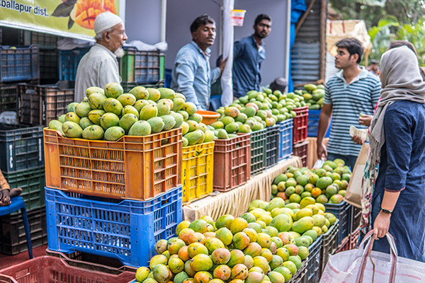 Indian mango market