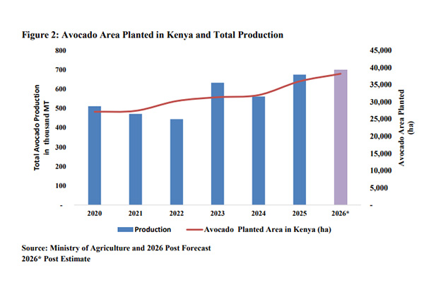 Kenya avocados production