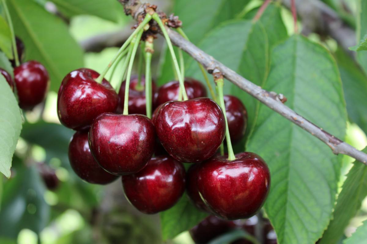 Stemilt signs commercial agreement with Brandt’s Fruit Trees and LFP to grow ultra-late season KIR cherry varieties