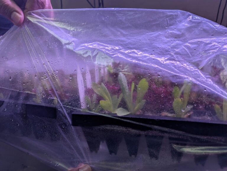 bacterial leaf spot sample