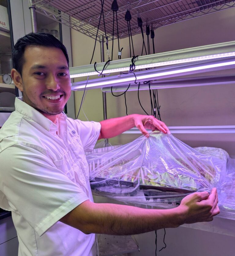 bacterial leaf spot lab