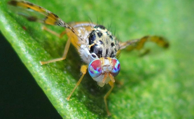 Fruit fly