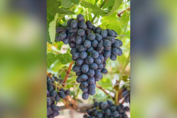 Sun World's Midnight Beauty is now protected in Egypt 