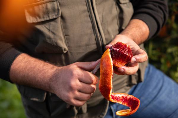 Unifrutti's Fondaco Nuovo farm