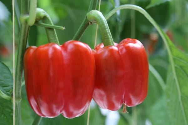 Perpetual at Oppy's booth in CPMA