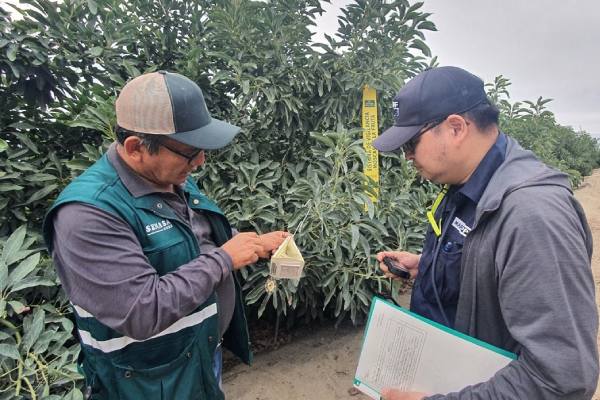 Hass avocado to Japan